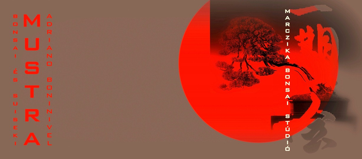 bonsai és suiseki kiállitás bonsai mustra a marczika bonsai studio rendezésében érd hungary